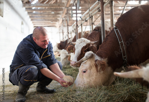 Φωτογραφία Happy rancher feeding cows in a barn.