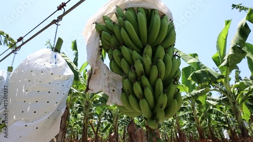 GUAYANILLA, PUERTO RICO - Apr 15, 2021: A banana plant on a farm in the morning