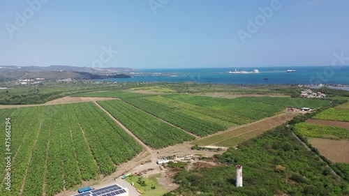 GUAYANILLA, PUERTO RICO - Apr 15, 2021: A view of a banana plantation in the morning photo