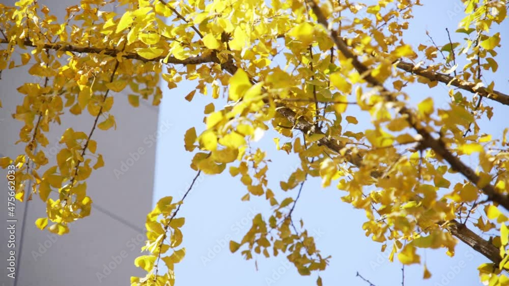 beautiful ginkgo tree outdoors
beautiful ginkgo tree outdoors