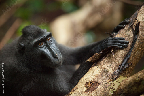 Curious macaca nigra looks at the photographer photo