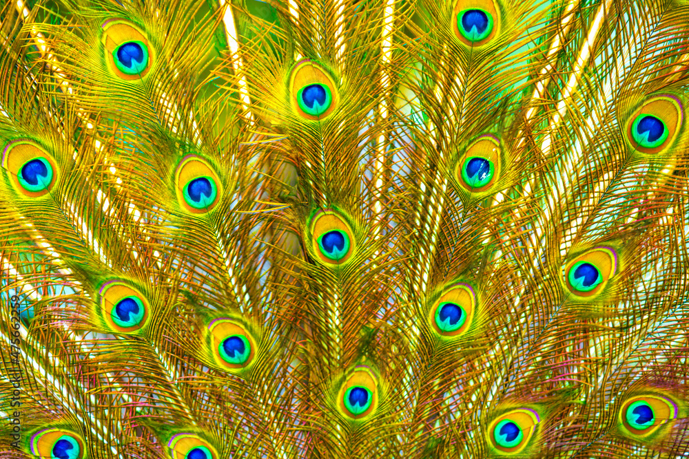 Obraz premium Peacock feathers texture. Plumage of tropical unusual fairy birds of multi-colored blue yellow green feathers as a background. Peacock tail.