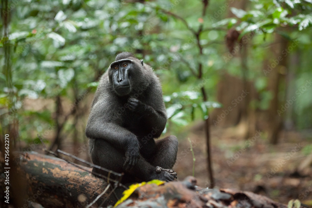 Obraz premium Endangered macaca nigra looks at you