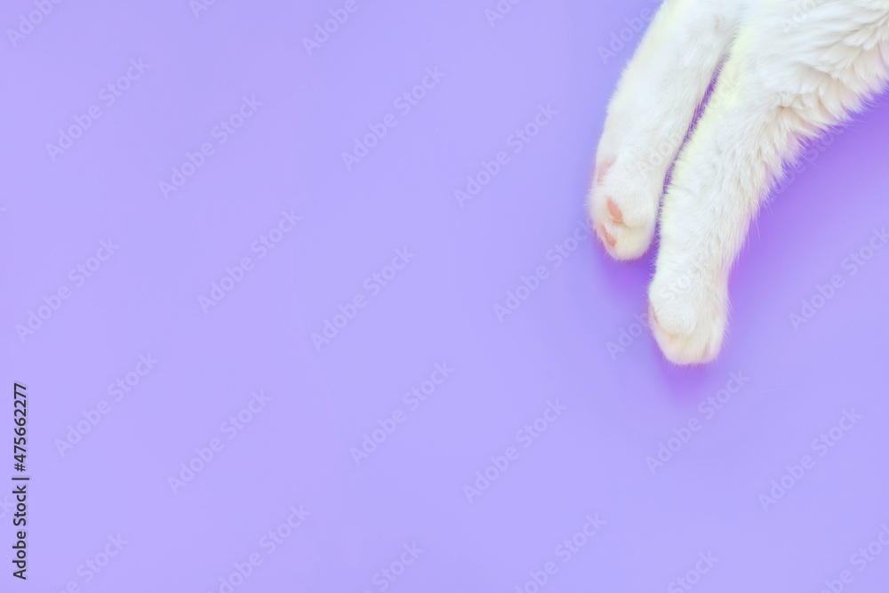 Paws of a white cat on a pastel very peri background. View from above. Pet care concept. Copyspace, minimalism. Banner for zoo themes.
