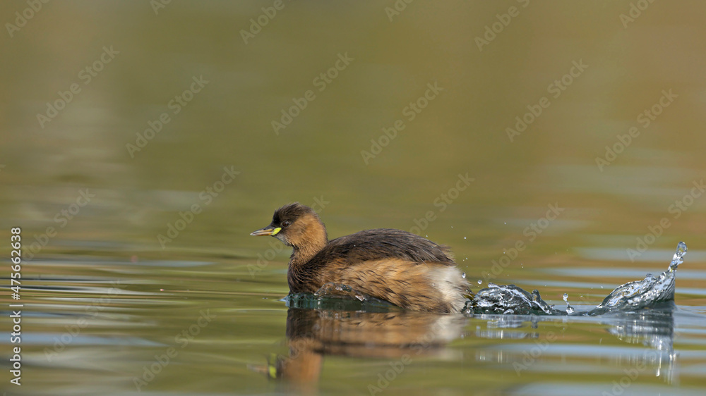 Little Grebe (Tachybaptus ruficollis), Crete Little Grebe (Tachybaptus ruficollis), Crete
