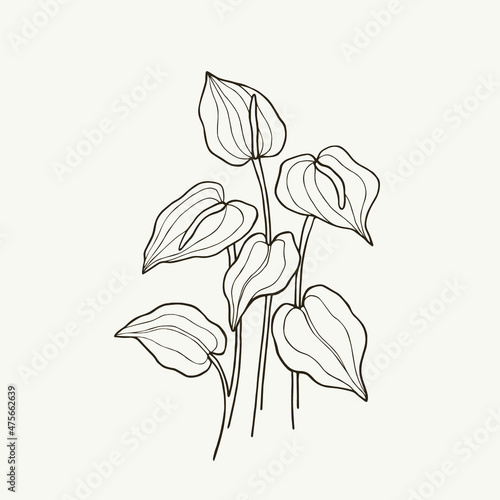 Tableau sur toile Hand drawn anthurium branch illustration