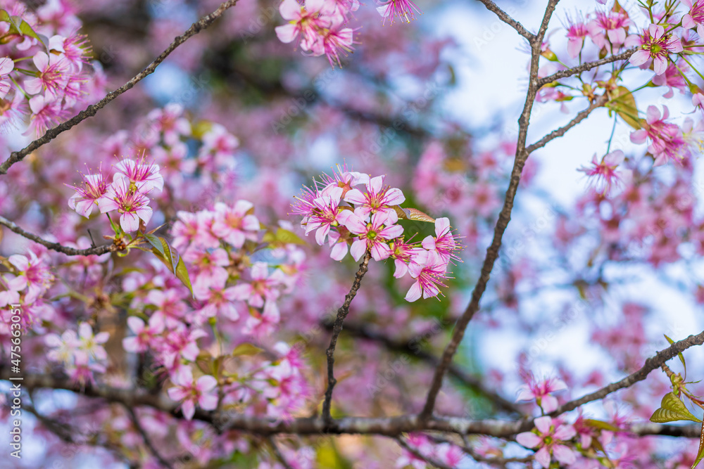 pink cherry blossom flowers bunches in tree branch with blurred background at afternoon pink cherry blossom flowers bunches in tree branch with blurred background at afternoon