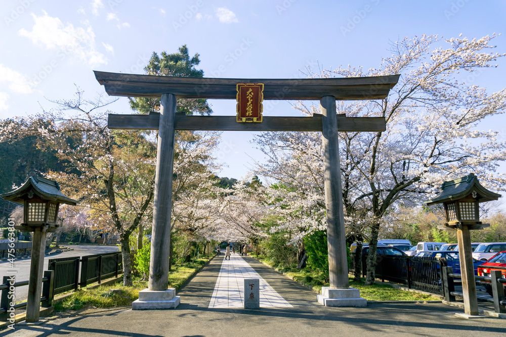 高麗神社の鳥居と桜/日本埼玉日高市 高麗神社の鳥居と桜/日本埼玉日高市