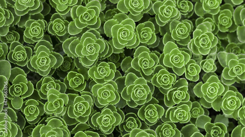 Texture of small green succulent plants