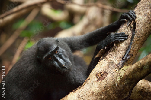 Macaca nigra holds the tree photo