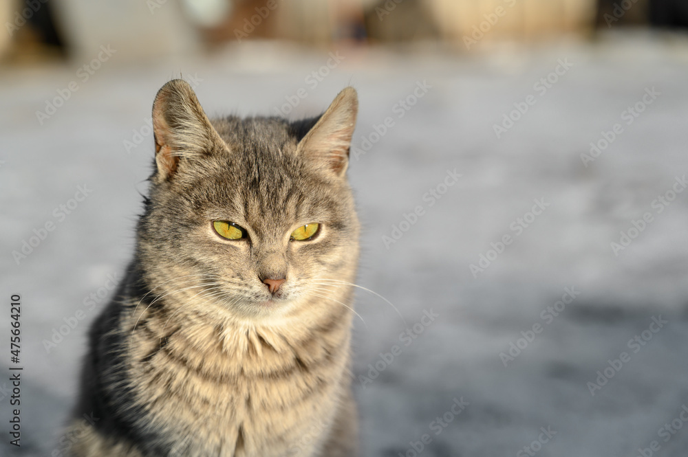 Close-up portrait of gray cute domestic cat sitting on dirty snow outdoors.
