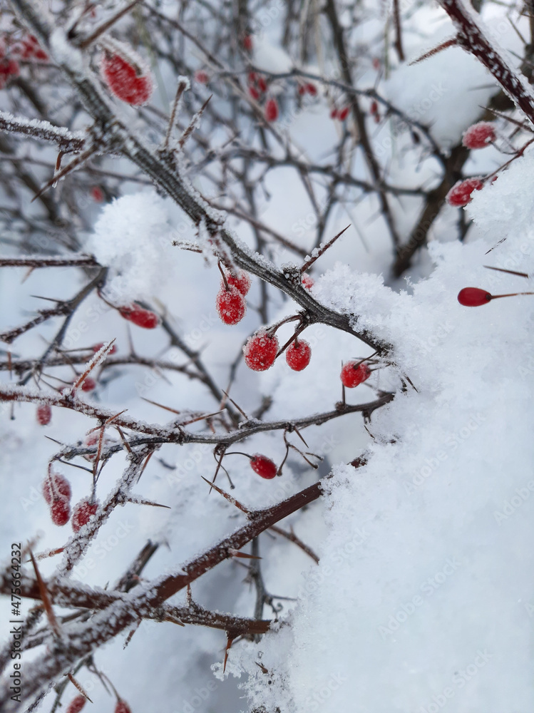 Barberry berries on branches in winter. Barberry in winter. red berries
