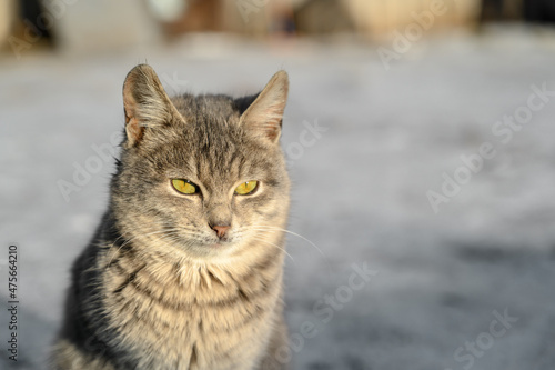 Close-up portrait of gray cute domestic cat sitting on dirty snow outdoors.