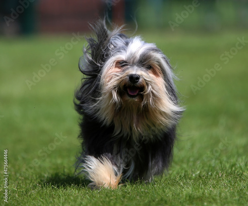 Lowchen - Little Lion Dog photo