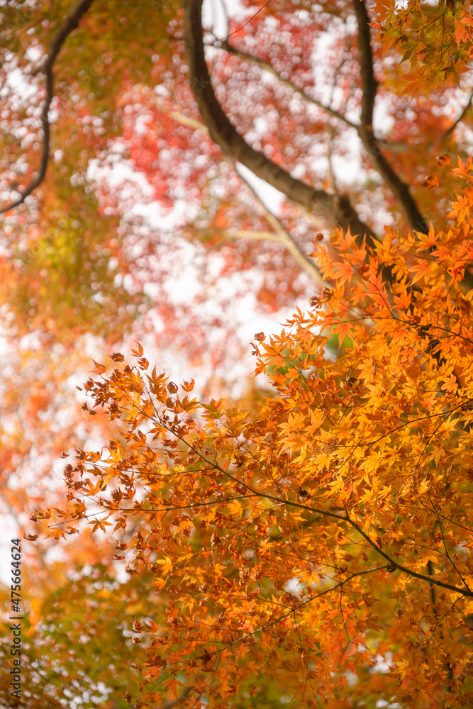 日本の自然　秋の風景