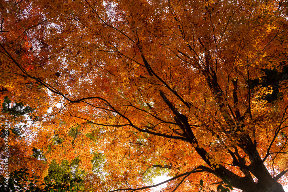 日本の自然　秋の風景