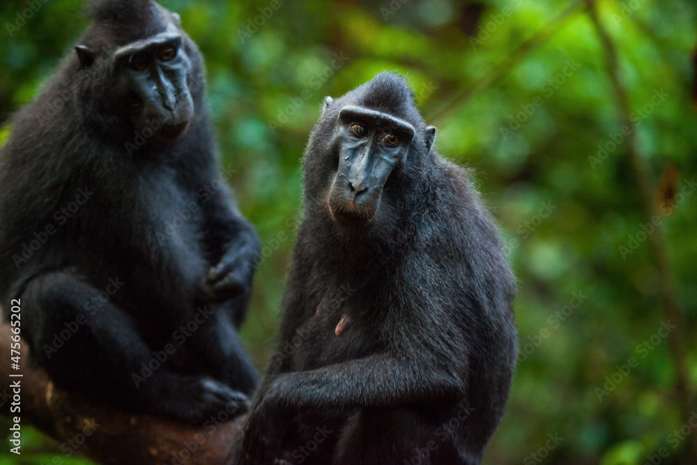 Female macaca in the rainforest of Indonesia Female macaca in the rainforest of Indonesia