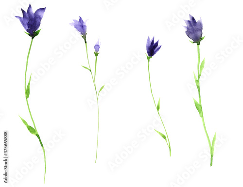 blue bells, campanula, watercolor drawing wild flower, isolated at white background, hand drawn illustration