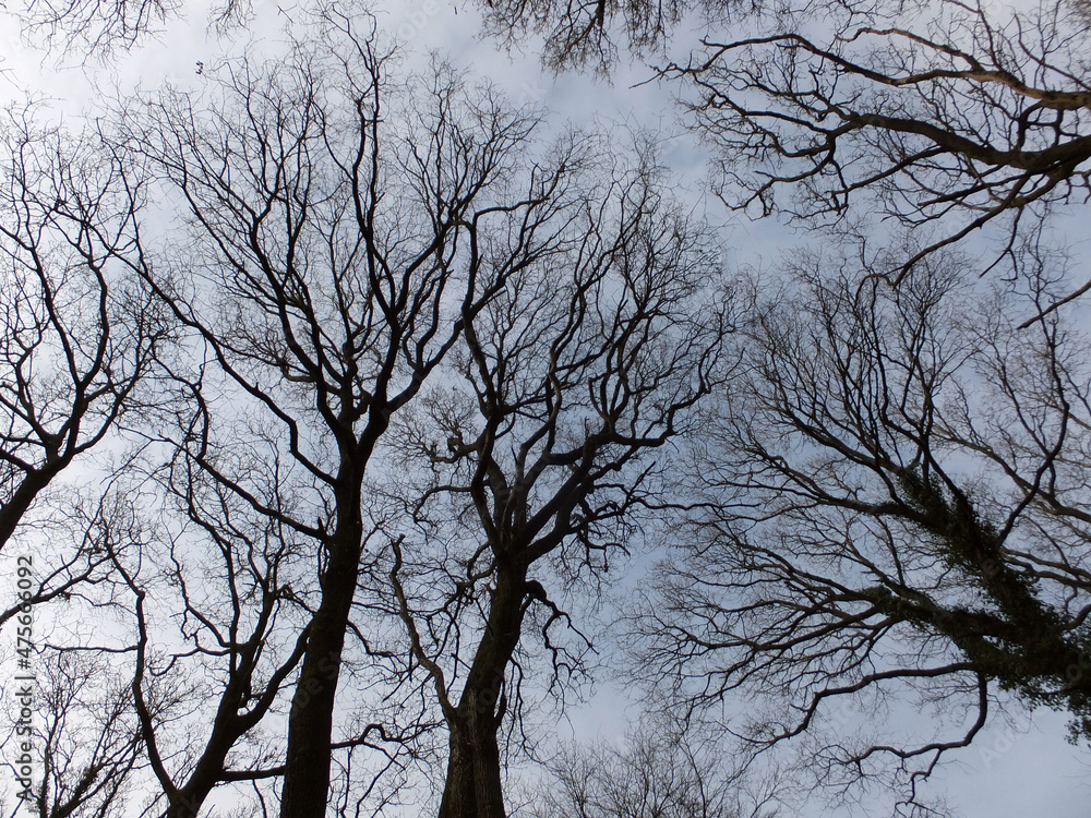 tree silhouettes in winter