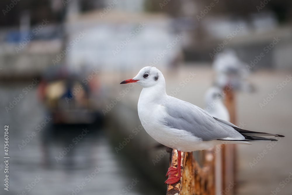 Seagull close-up on a blurry background. White seagulls sit on the pier by the sea, birds wintering in the south. Depth of field. Seagull close-up on a blurry background. White seagulls sit on the pier by the sea, birds wintering in the south. Depth of field.