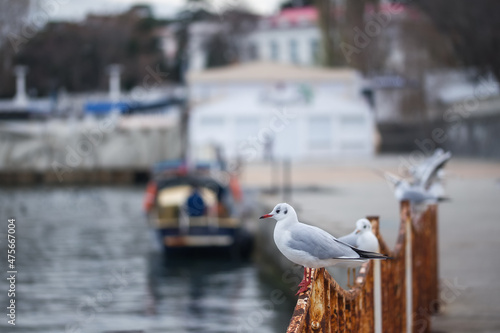 Wallpaper Mural White seagulls sit on the pier by the sea, birds wintering in the south. Depth of field. Torontodigital.ca