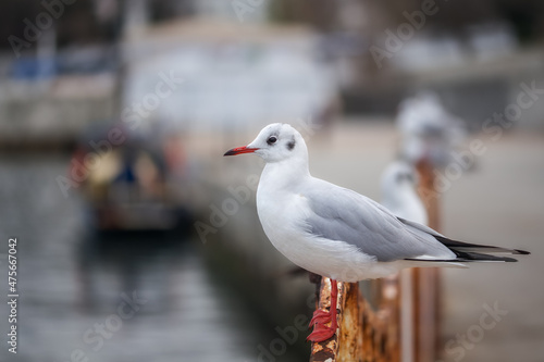 Seagull close-up on a blurry background. White seagulls sit on the pier by the sea, birds wintering in the south. Depth of field.