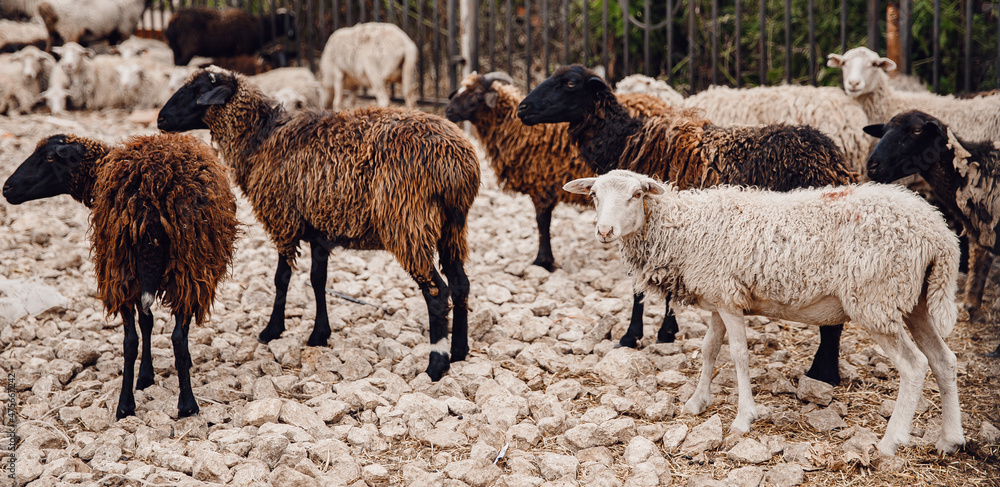 Obraz premium Concept farm animal husbandry. Sheep relax on paddock