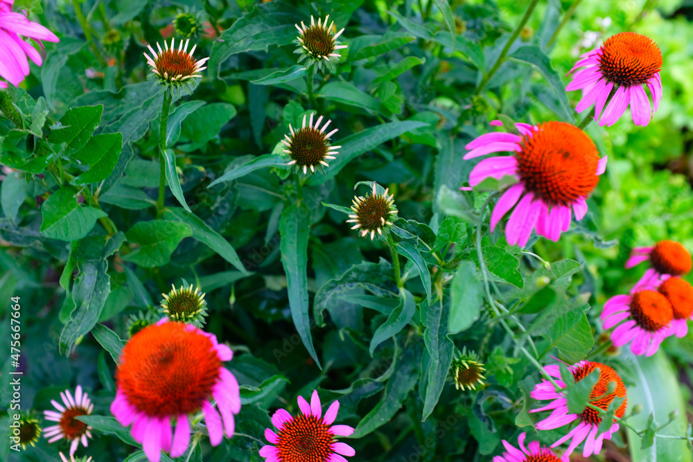 Pink echinacea flowers blooming on a backdrop of green leaves. Echinacea purpurea for poster, branding, calendar, multicolor card, banner, cover, post, header for website. High quality photo
