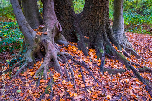 tree in autumn roots
