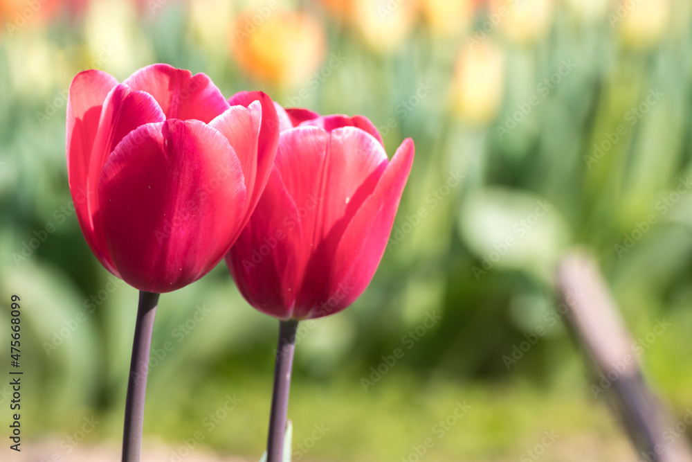 Fototapeta premium チューリップの花 春のイメージ