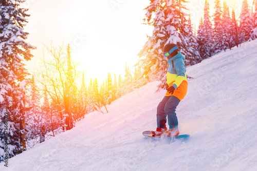 Fotografie, Obraz Snowboarder riding on slope with snowy forest, sheregesh ski resort sunset