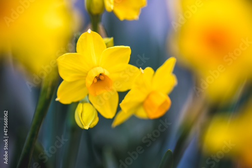 水仙の花 初春のイメージ