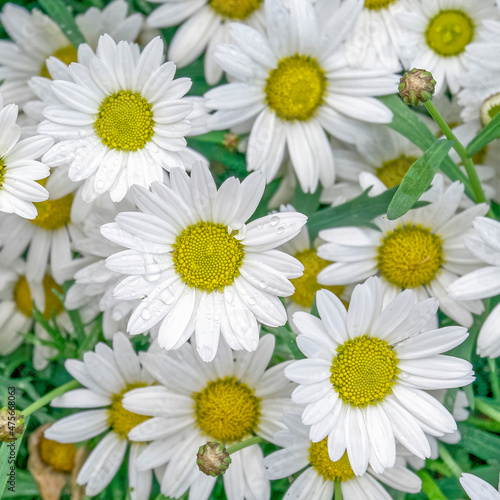 white yellow daisy flowers top view closeup  natural background