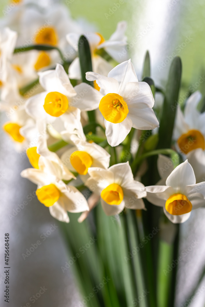 Obraz premium 水仙の花 初春イメージ
