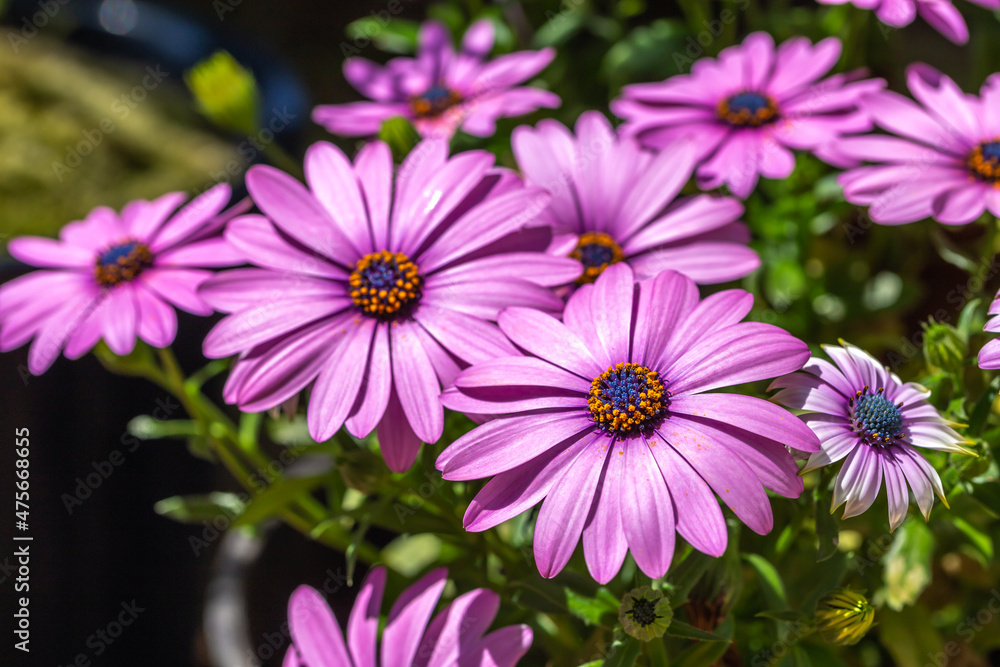 Obraz premium デイジーの花 マクロ写真 春のイメージ