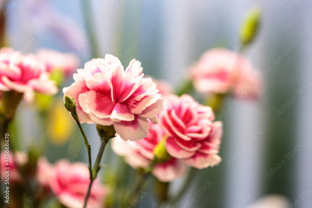 カーネーションの花