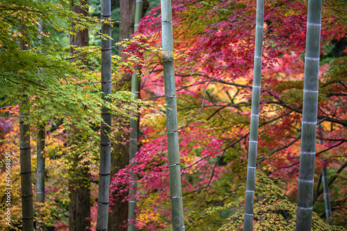 竹と紅葉　秋のイメージ
