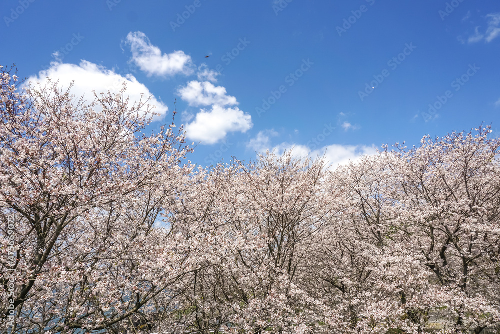 桜の花　春のイメージ