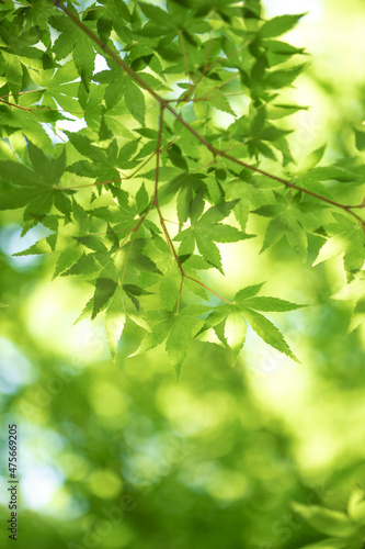 緑のモミジ　初夏のイメージ © TOMO