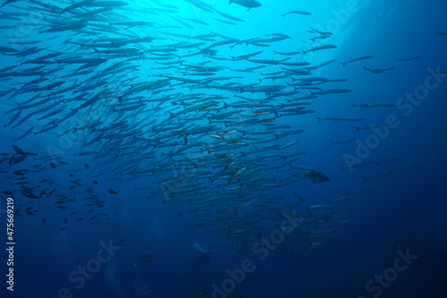 This picture prefer abundance of underwater environment at tachai pinnacle. That locate in Thailand.It got many baracuda fish are schooling around the pinnacle