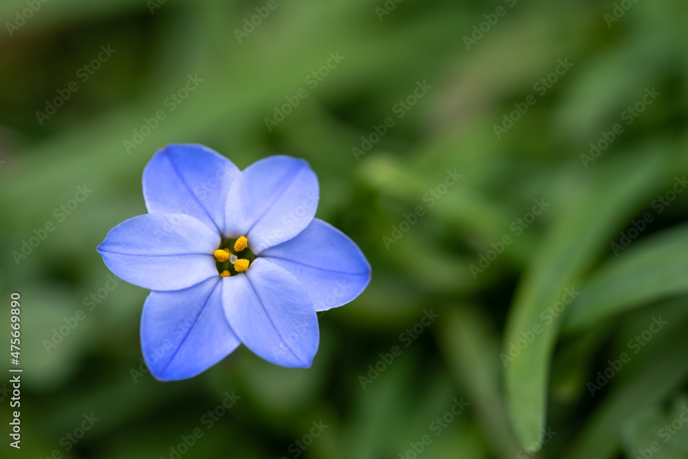 ハナニラの花　春のイメージ