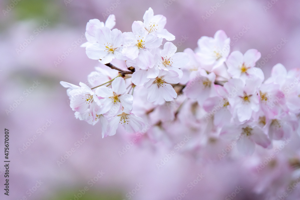 桜の花　春のイメージ