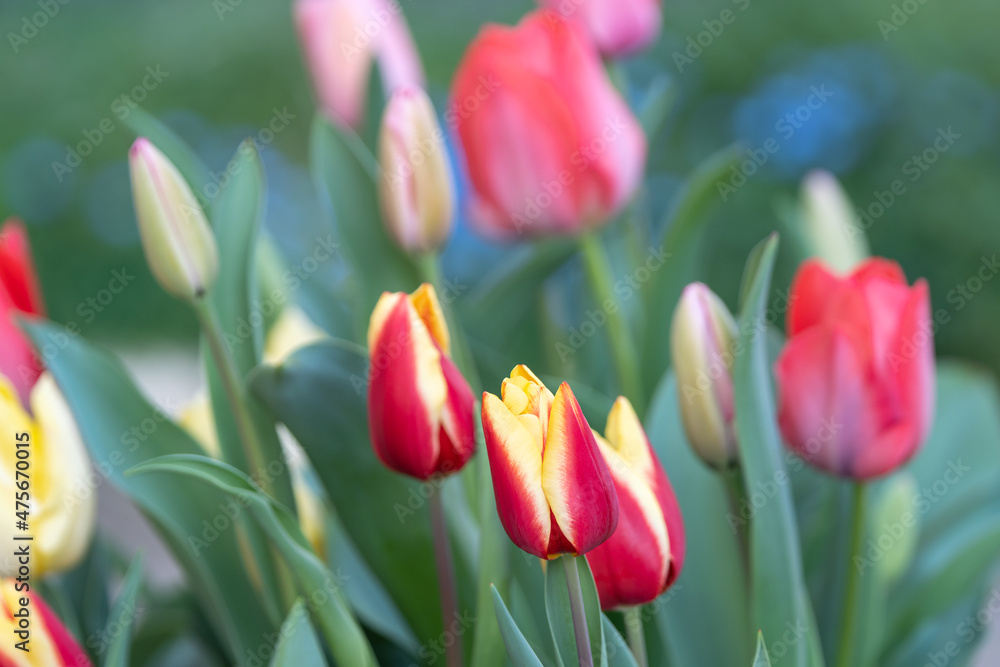 チューリップの花　春のイメージ