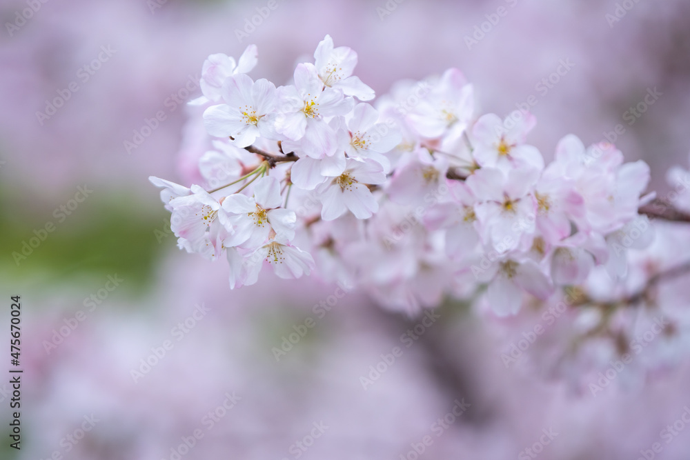 桜の花 春のイメージ 桜の花 春のイメージ