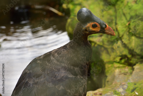 Macrocephalon maleo, Maleo bird, blur background at the edge of the pond