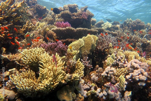 coral reef © Ayman