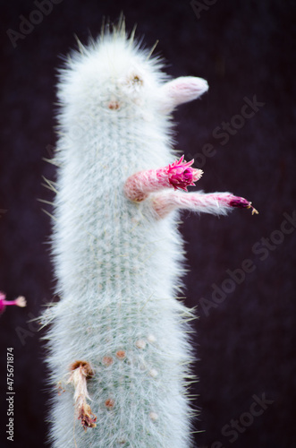 Cleistocactus strausii (silver torch or wooly torch) with the beautiful pink flower in the botanic garden. photo