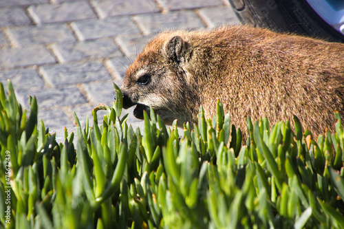 Wild rock hyrax on green plants in South Africa