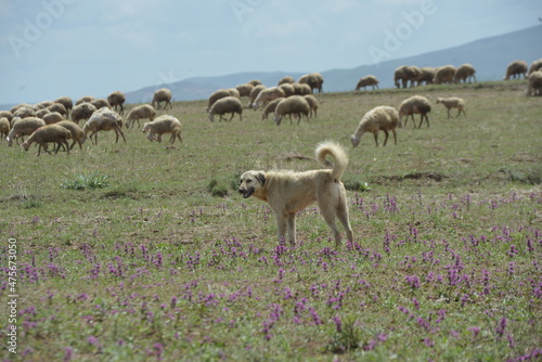 Shepherd dogs with herd of sheep in open field.