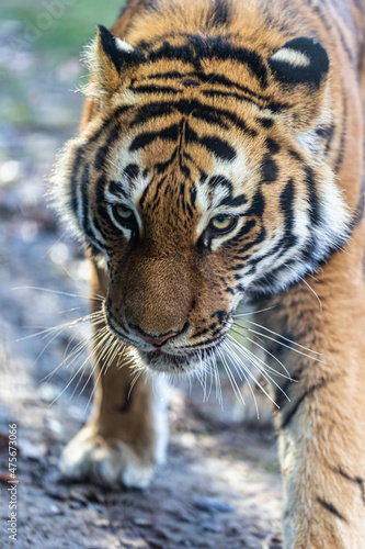 close up of tiger portrait